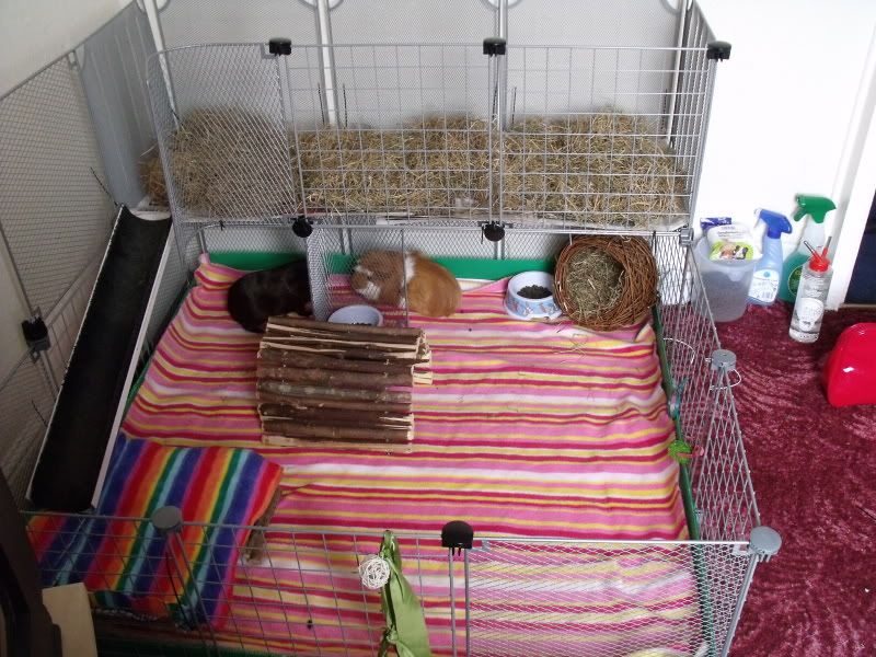 piggies051.jpg