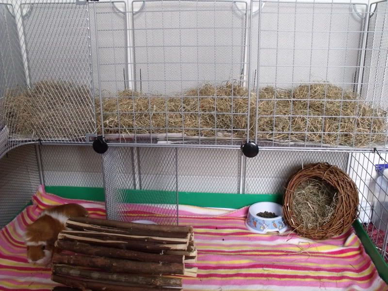 piggies052.jpg