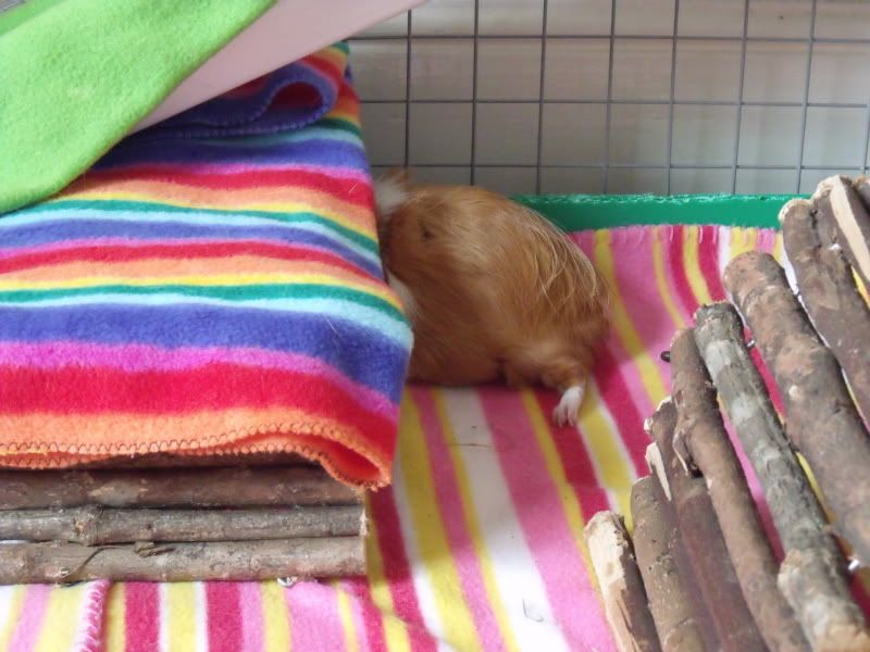 piggies056.jpg