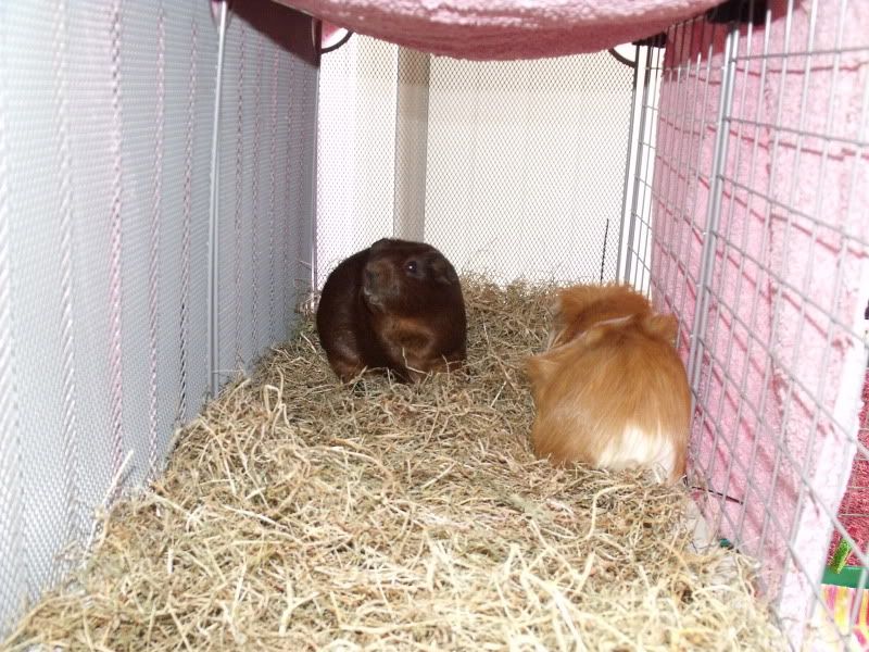 piggies073.jpg