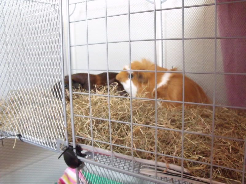 piggies074.jpg