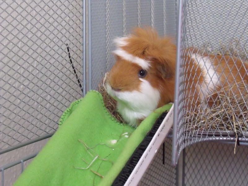 piggies077.jpg