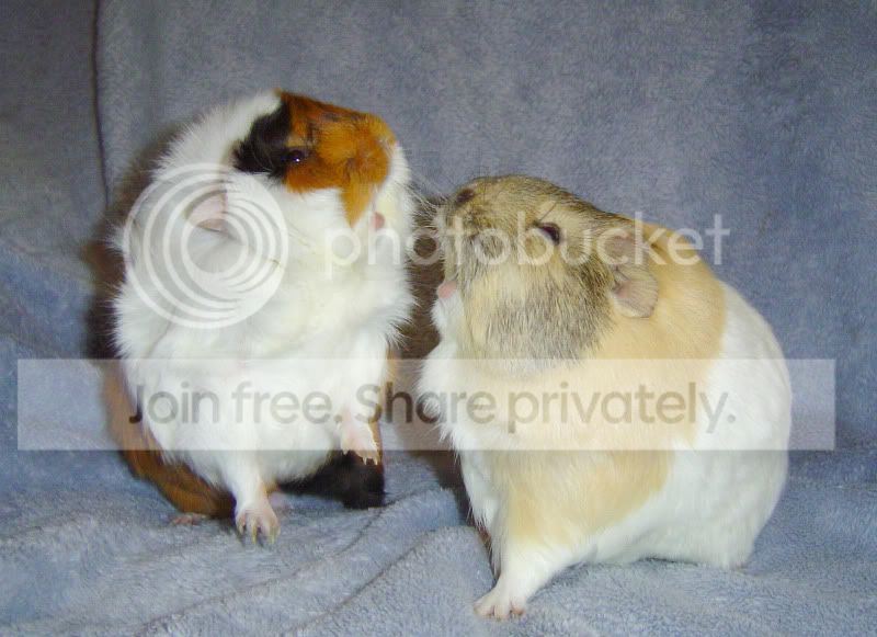 Sisterlylove.jpg